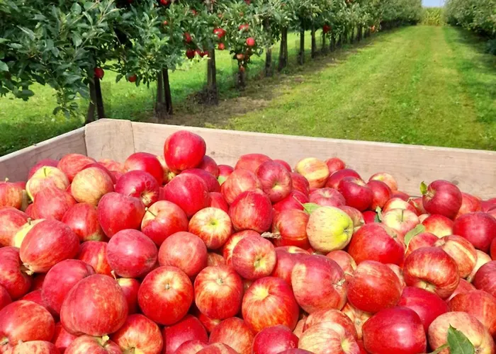 Ferme Du Grand Fresnoy Apartment Molenbaix